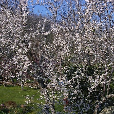 Bed and Breakfast Le Colombier Villeneuve-sur-Lot Exterior foto