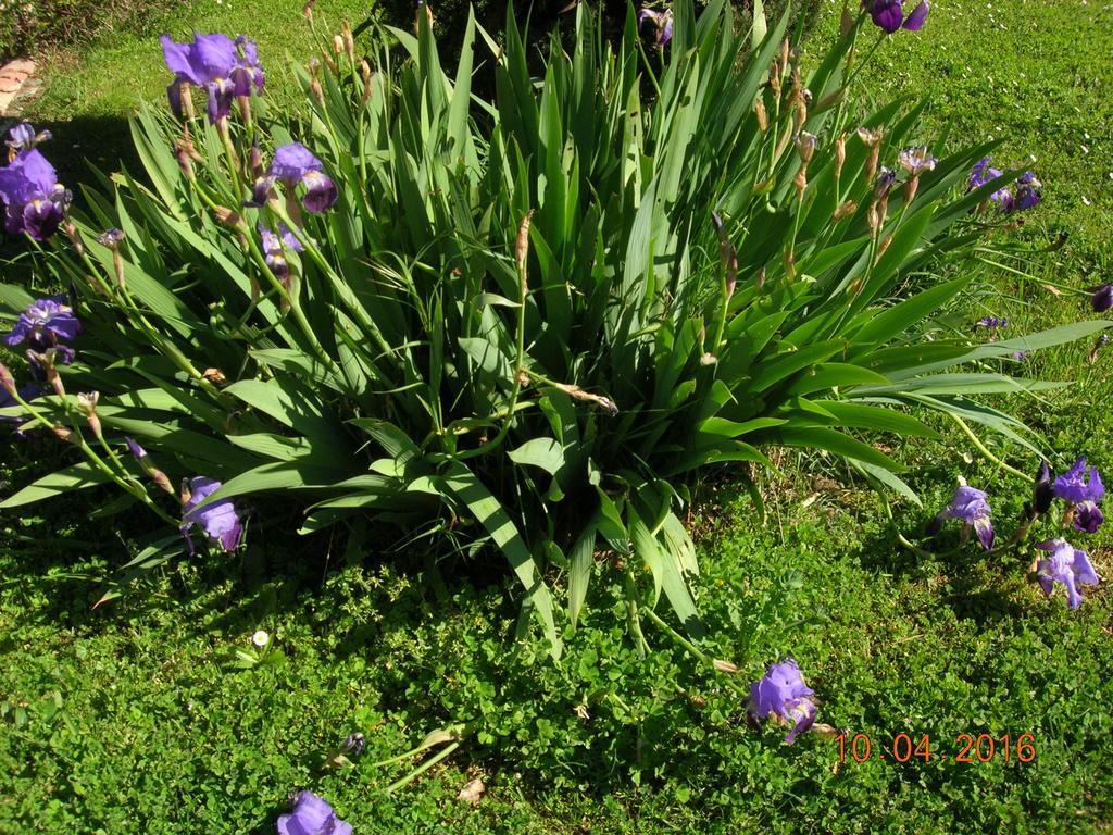 Bed and Breakfast Le Colombier Villeneuve-sur-Lot Exterior foto