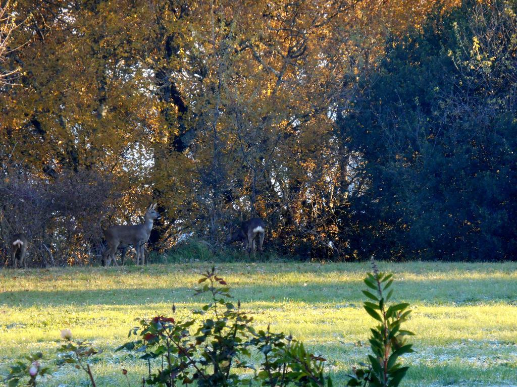 Bed and Breakfast Le Colombier Villeneuve-sur-Lot Exterior foto